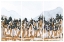 Picture of BIG MOUNTAIN TRIPTYCH