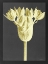 Picture of FORMS IN NATURE 3