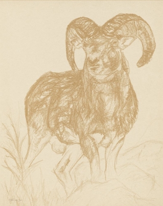 Picture of BIG HORN SKETCH