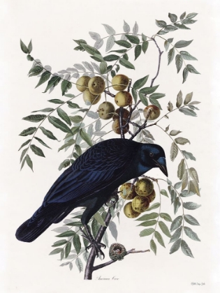 Picture of VINTAGE CROW 1
