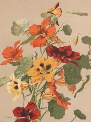 Picture of ANTIQUE BOTANICAL COLLECTION 2