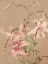 Picture of ANTIQUE BOTANICAL COLLECTION 3