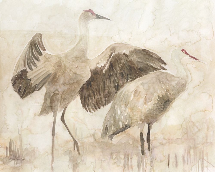 Picture of SANDHILL CRANES 2