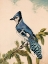 Picture of BLUEBIRD ON EVERGREEN