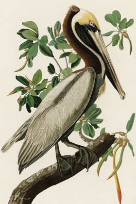 Picture of AUDUBON BROWN PELICAN