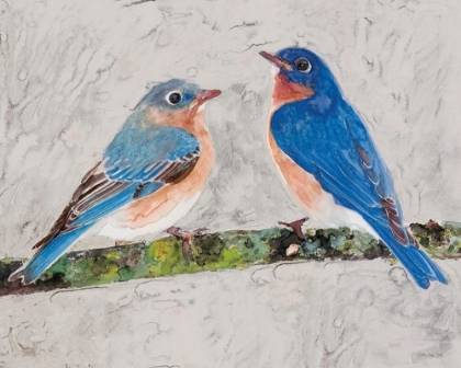 Picture of EASTERN BLUEBIRDS 2