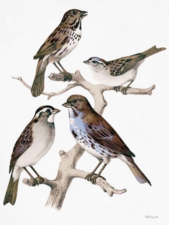 Picture of BIRDS ON BRANCH