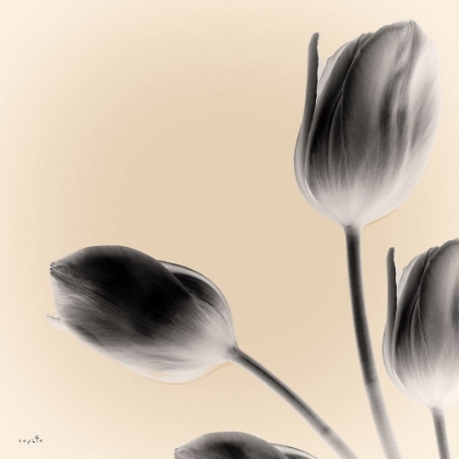 Picture of GRAY TULIPS