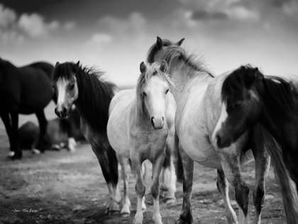 Picture of BLACK AND WHITE HORSES   