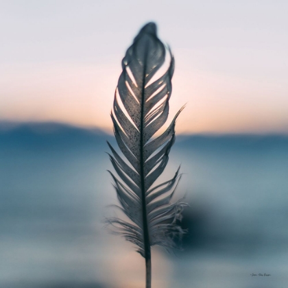 Picture of FEATHER SUNSET