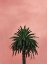 Picture of PINK PALM