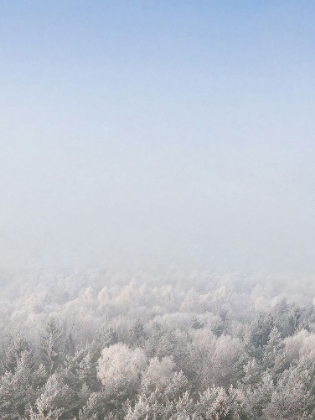 Picture of SNOW FOREST FROM THE SKY  