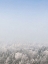 Picture of SNOW FOREST FROM THE SKY  