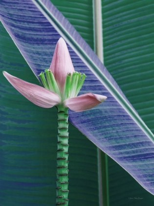 Picture of BANANA FLOWER