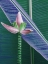 Picture of BANANA FLOWER