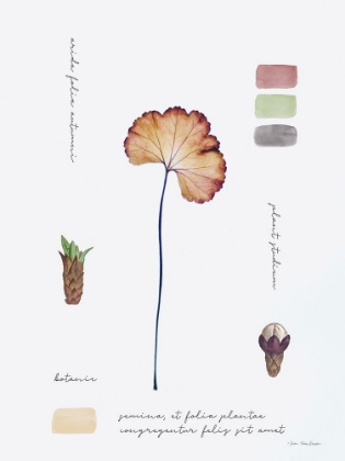 Picture of BOTANICAL NOTES