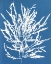 Picture of BLUE BOTANICAL I