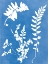 Picture of BLUE BOTANICAL II
