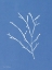 Picture of BLUE BOTANICAL III   