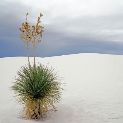 Picture of BOTANIC DUNES