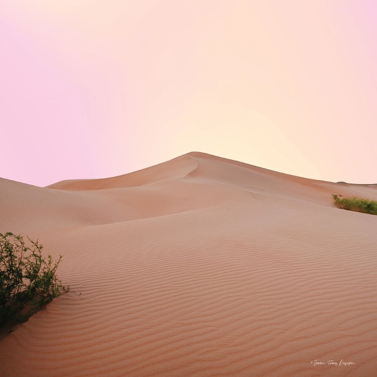 Picture of THE CALM DUNE