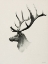 Picture of MOUNTAIN REINDEER   