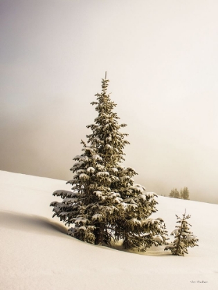Picture of PINE TREES IN THE SNOW   