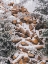 Picture of WINTER WOOD PILE   