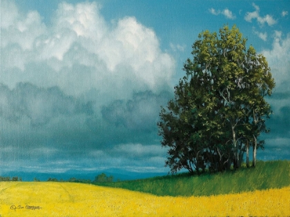 Picture of CANOLA FIELD