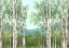 Picture of BEHIND MOUNTAINS