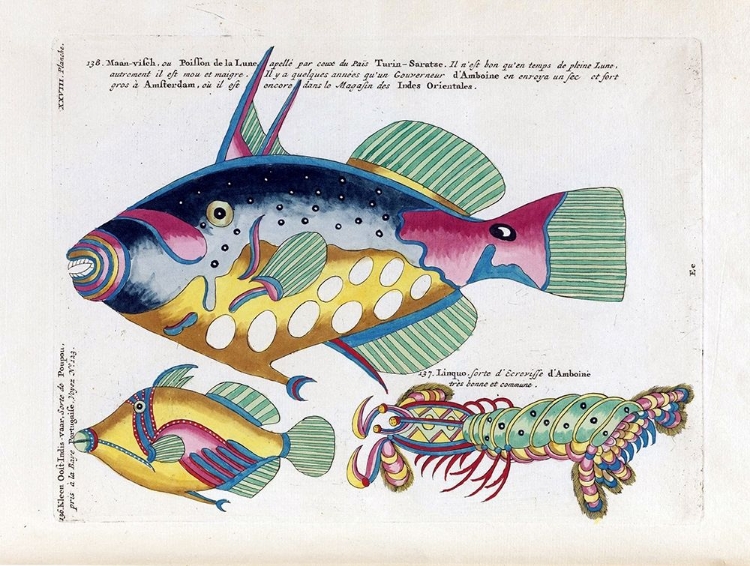 Picture of POISSON DE LA LUNE