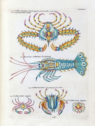 Picture of CRABBE- SCORPION