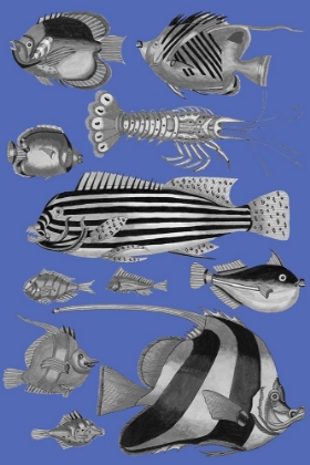 Picture of TROPICAL FISH COLLAGE 1-BLUE BLACKGROUND