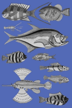 Picture of TROPICAL FISH COLLAGE 2-BLUE BACKGROUND