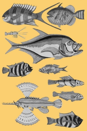 Picture of TROPICAL FISH COLLAGE 2-YELLOW BACKGROUND