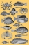 Picture of TROPICAL FISH COLLAGE 3-YELLOW BACKGROUND
