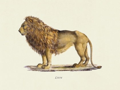 Picture of LION