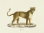 Picture of LIONESS