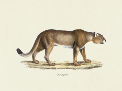 Picture of COUGAR