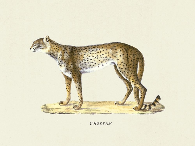 Picture of CHEETAH