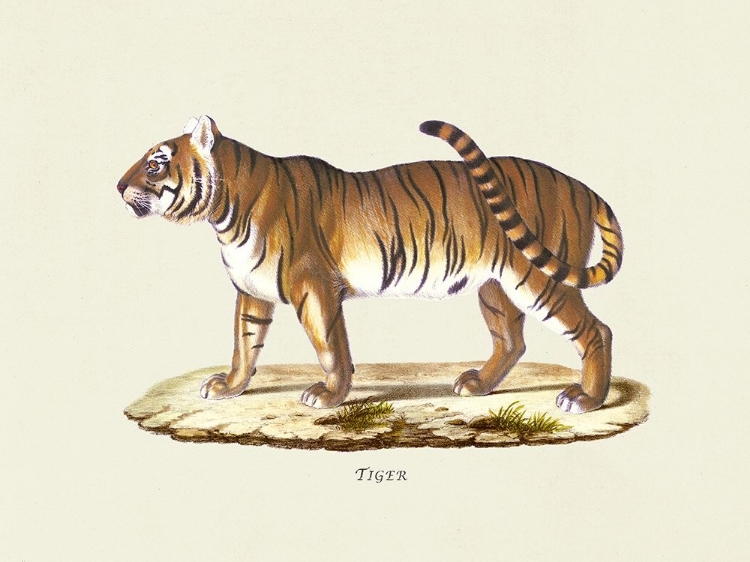 Picture of TIGER