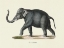 Picture of ELEPHANT