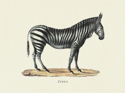 Picture of ZEBRA