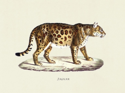 Picture of JAGUAR