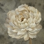 Picture of PEARL GREY FLORAL STUDY III