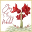 Picture of MERRY AMARYLLIS V