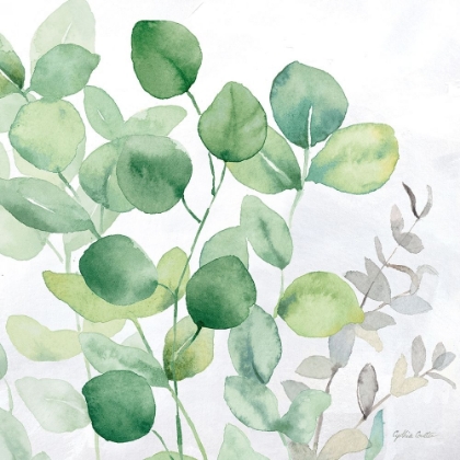 Picture of EUCALYPTUS LEAVES II