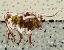 Picture of LONGHORN STEER