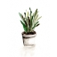 Picture of POTTED BOTANICALS III