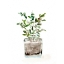 Picture of POTTED BOTANICALS V